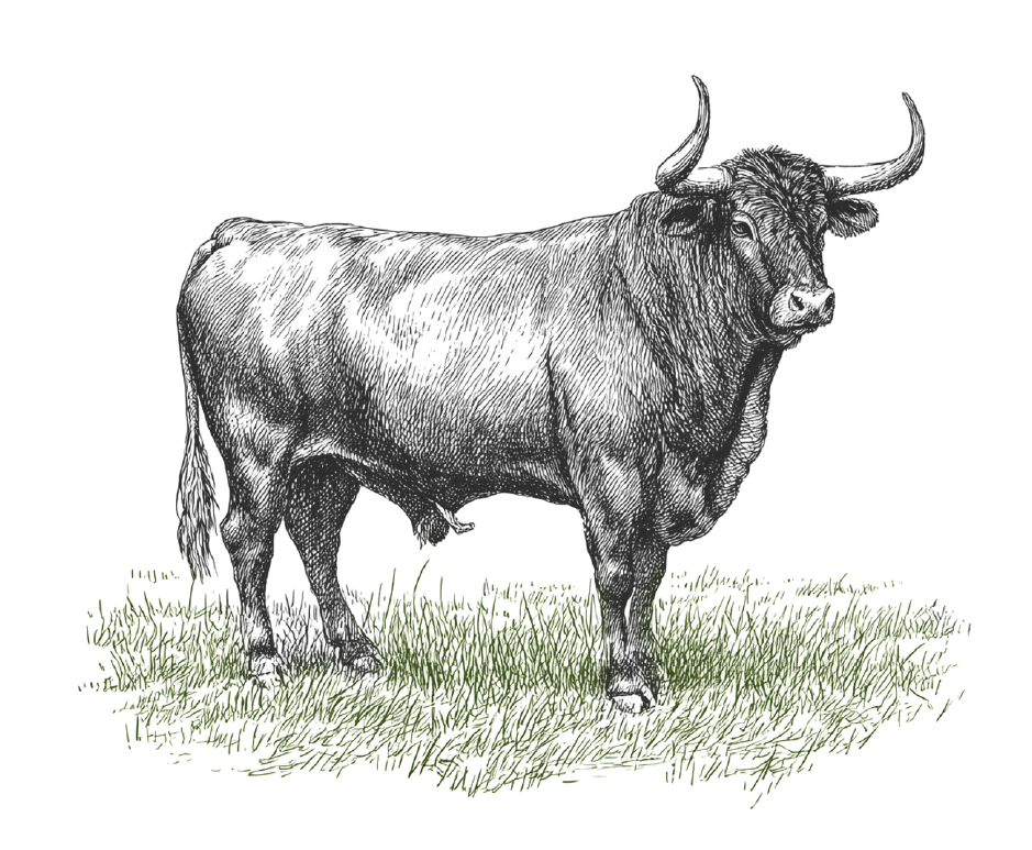 Buey Gallego o Norte de Portugal
